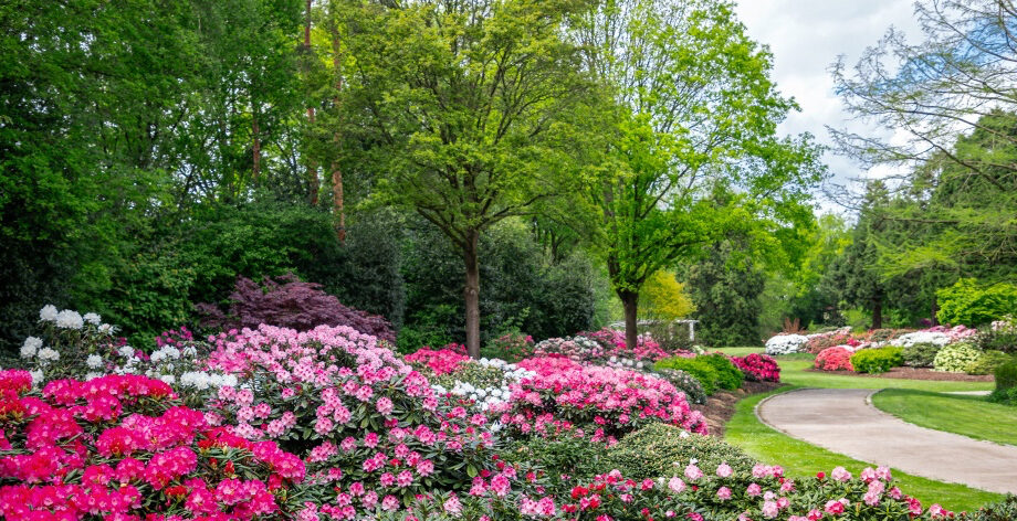 rhododendronpark_quer